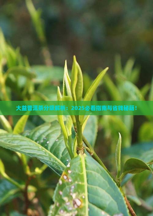 大益普洱茶怎么样分级