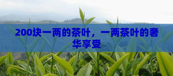 200块一两的茶叶