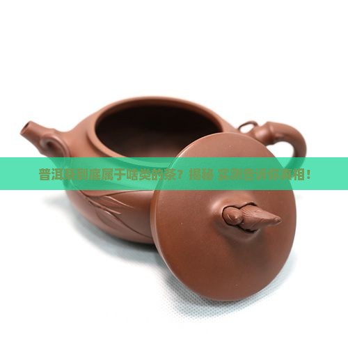 普洱茶属于哪类的茶叶