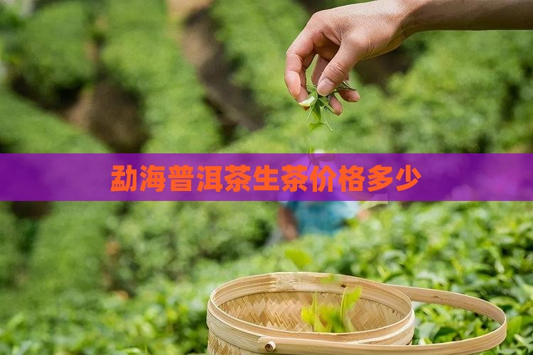 勐海普洱茶生茶价格多少
