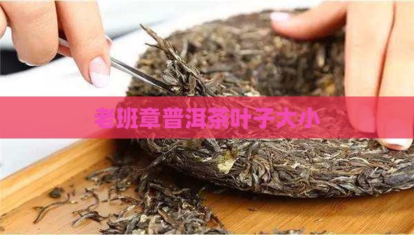 老班章的叶子大小
