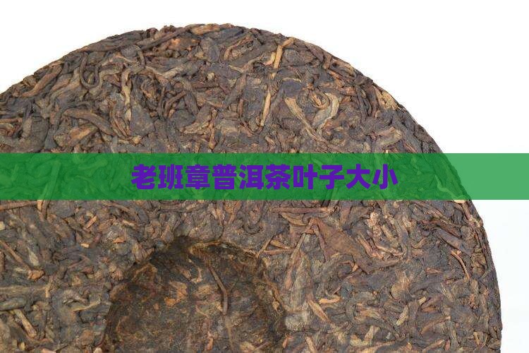 老班章的叶子大小