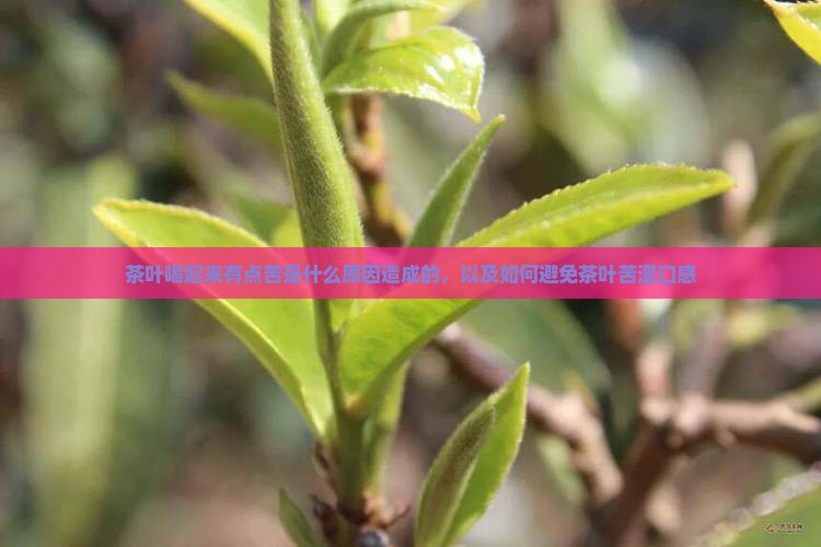 茶叶喝起来有点苦是什么原因