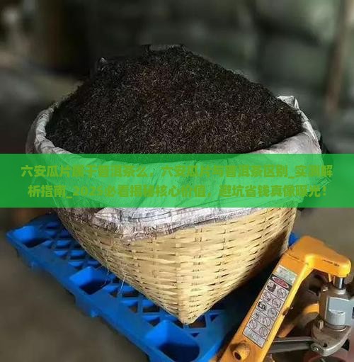 六安瓜片属于普洱茶么