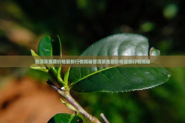 普洱茶鬼藏价格