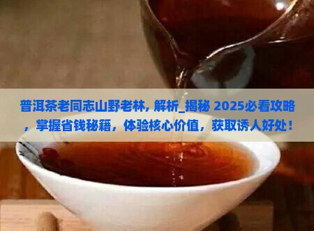 普洱茶老同志山野老林