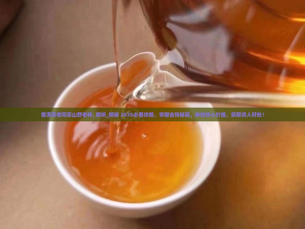 普洱茶老同志山野老林