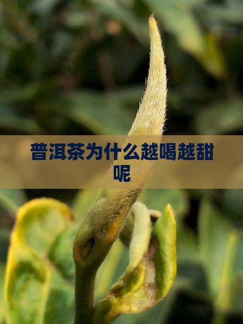 普洱茶为什么越喝越甜呢