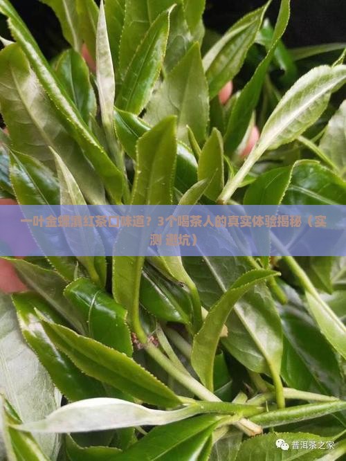 一叶金螺滇红茶口味道