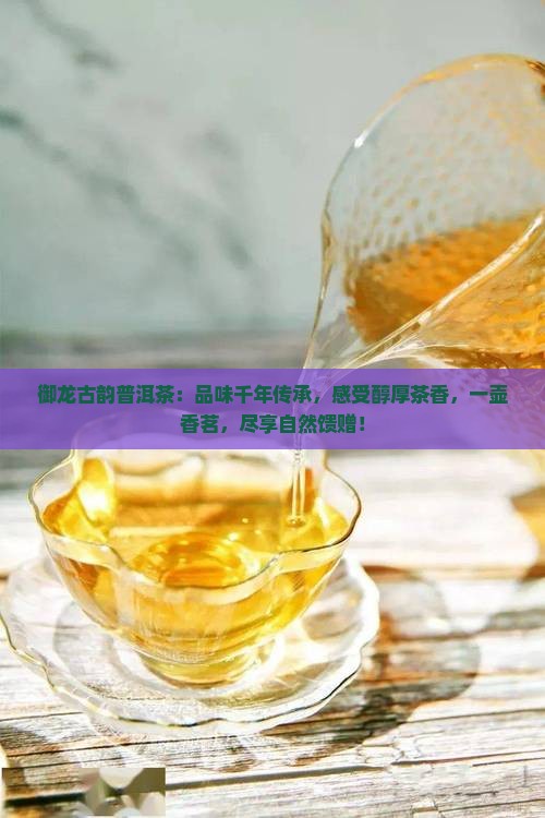 御龙古韵普洱茶