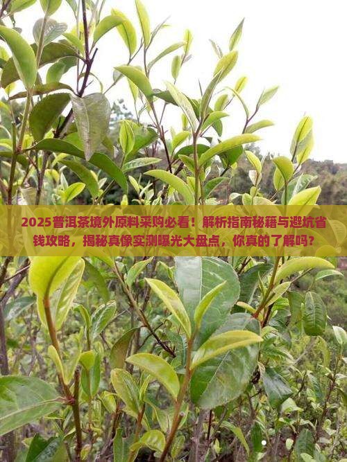 普洱茶境外原料采购