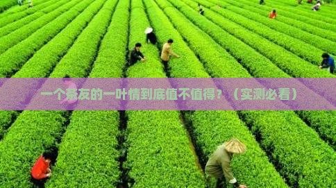 龙成古树普洱茶一叶情