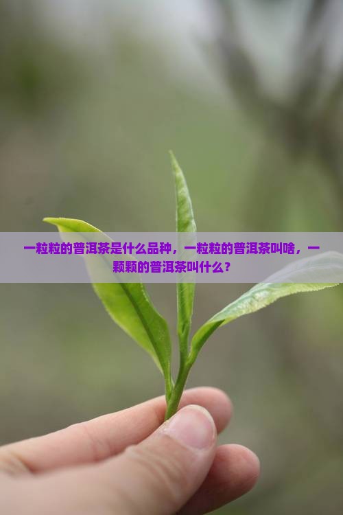 一粒粒的普洱茶是什么品种