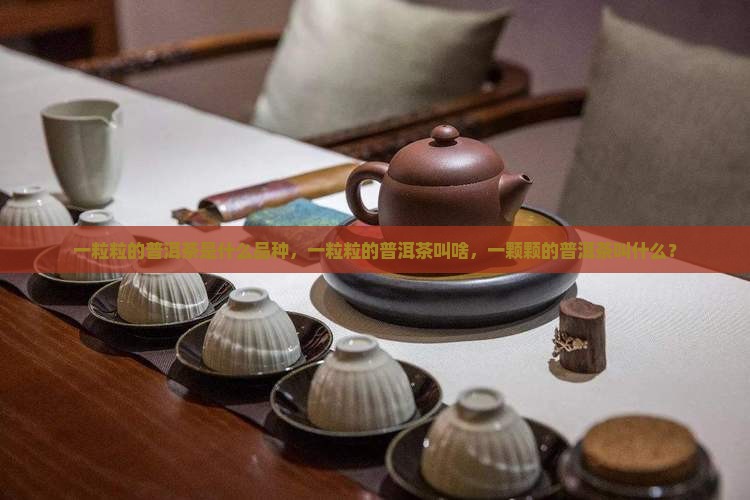 一粒粒的普洱茶是什么品种