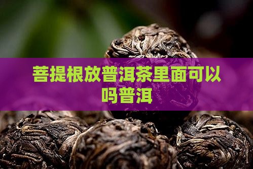 菩提根放普洱茶里面可以吗