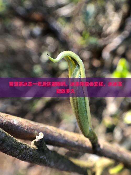 普洱茶冰冻一年后还能喝吗