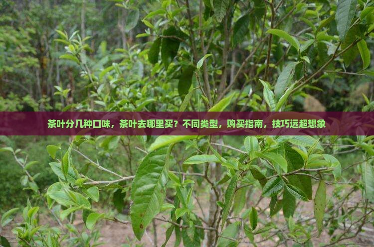 茶叶分几种口味茶叶去哪里买