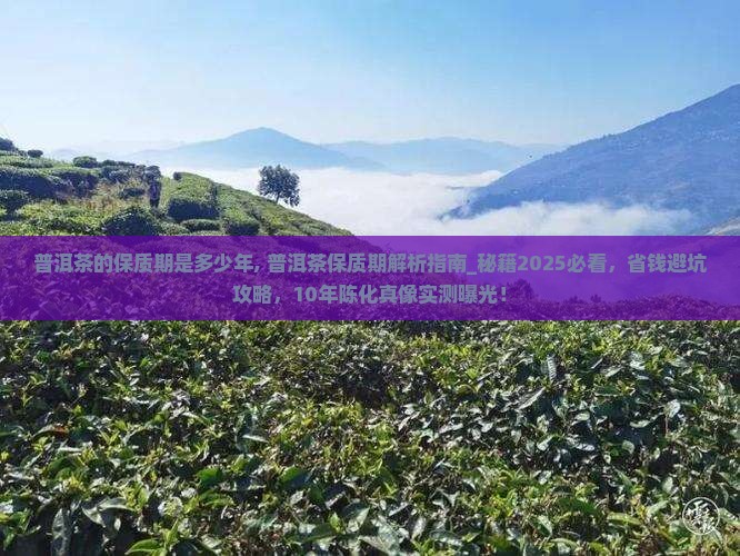 普洱茶的保质期是多少年