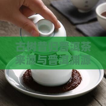 昔归古树茶来源 昔归古树茶来源