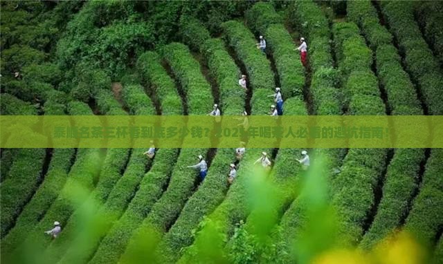泰顺名茶三杯香价格