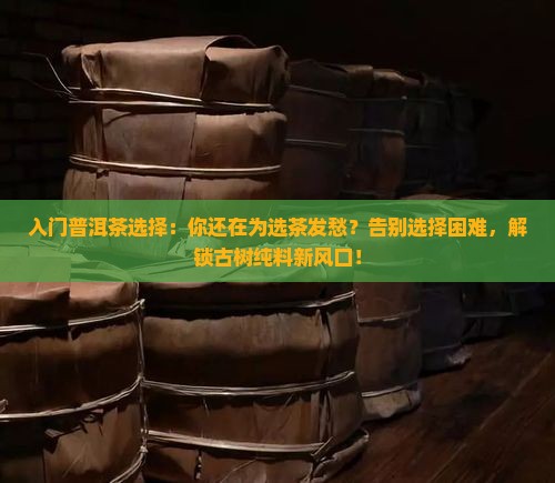入门普洱茶选择