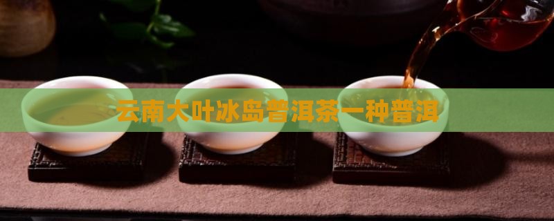 云南大叶种冰岛茶