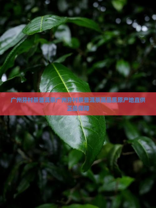 广州芬村茶普洱茶