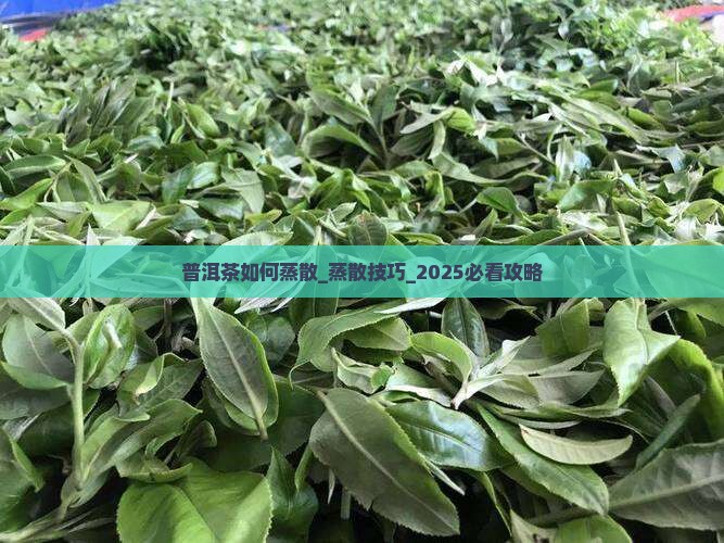 普洱茶如何蒸散