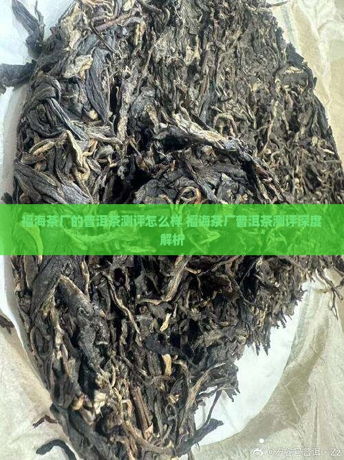 福海茶厂的普洱茶测评怎么样