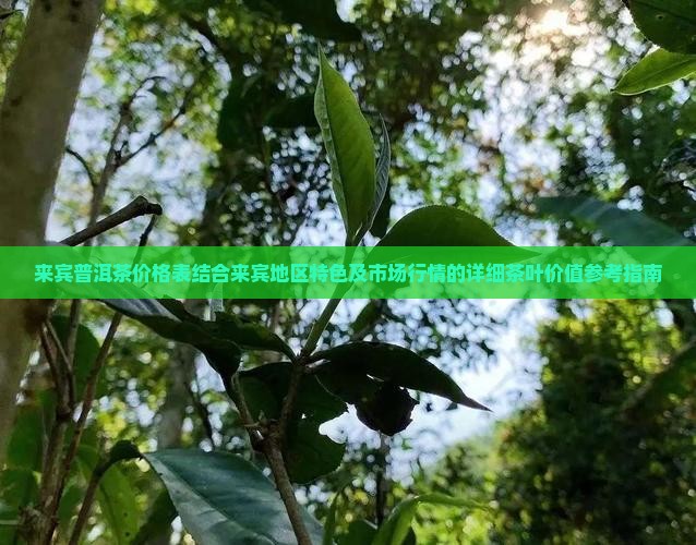来宾普洱茶价格表
