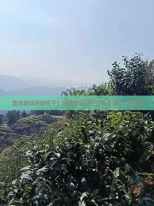 普洱茶适合什么杯子