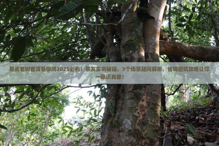 易武老树普洱茶惊鸿