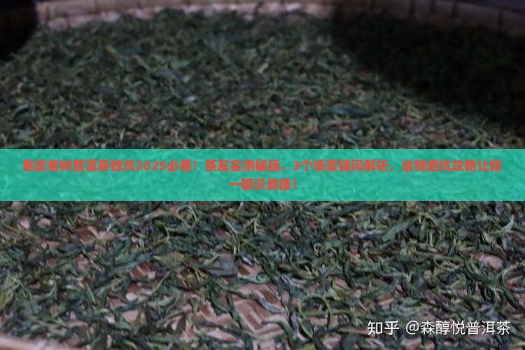易武老树普洱茶惊鸿