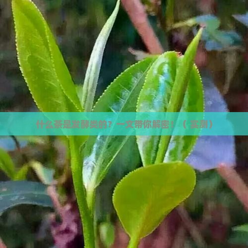 什么茶是发酵类的茶