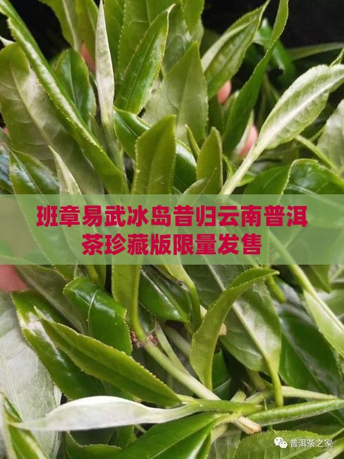 班章易武冰岛昔归云南