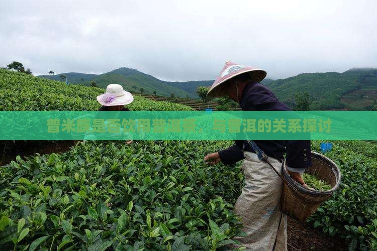 普米族喝普洱茶吗