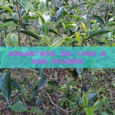 勐海弘成茶厂老班章
