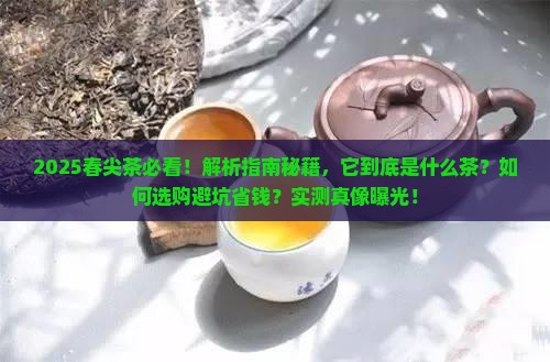 春尖茶是什么茶
