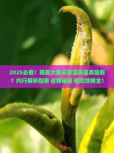 骑着大象去采普洱茶
