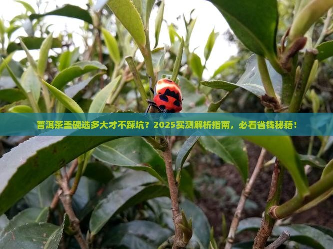 普洱茶盖碗多少寸的合适