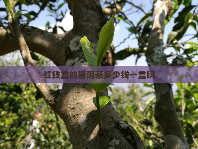 红铁盒的普洱茶多少钱一盒