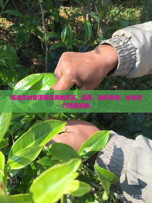 临沧古树普洱茶和其他茶区