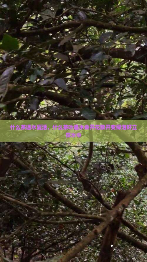 什么茶遇水复活 什么茶遇水复活
