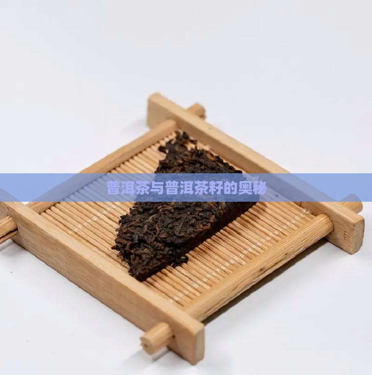 普洱茶茶叶里的茶籽