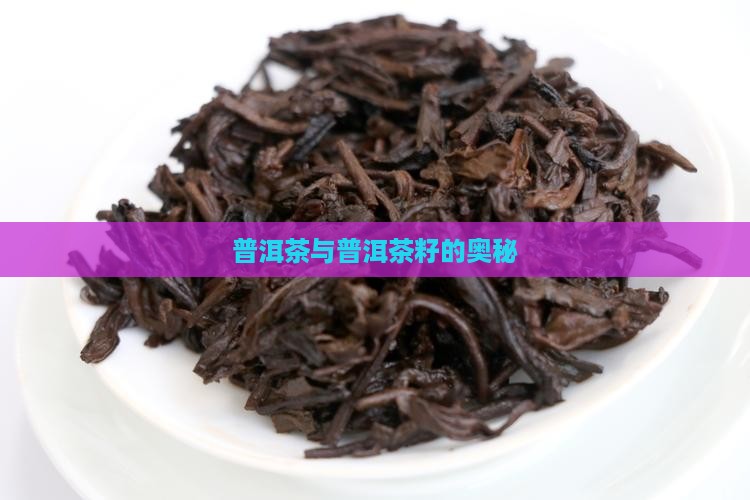 普洱茶茶叶里的茶籽