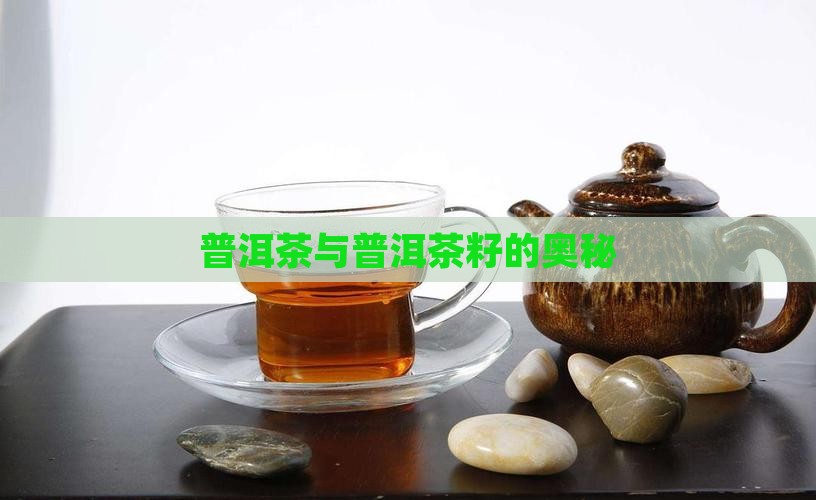 普洱茶茶叶里的茶籽