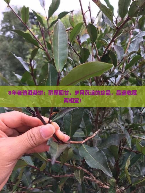 8年老普洱茶饼 8年老普洱茶饼