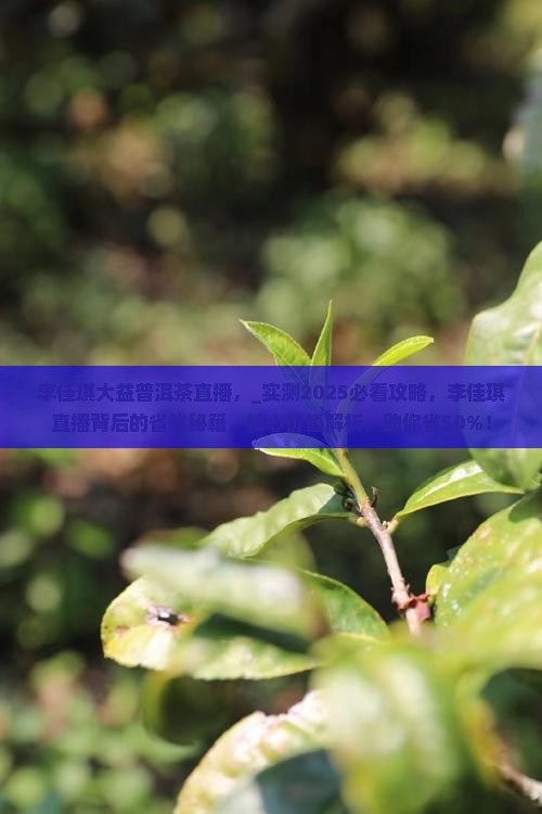 李佳琪大益普洱茶直播