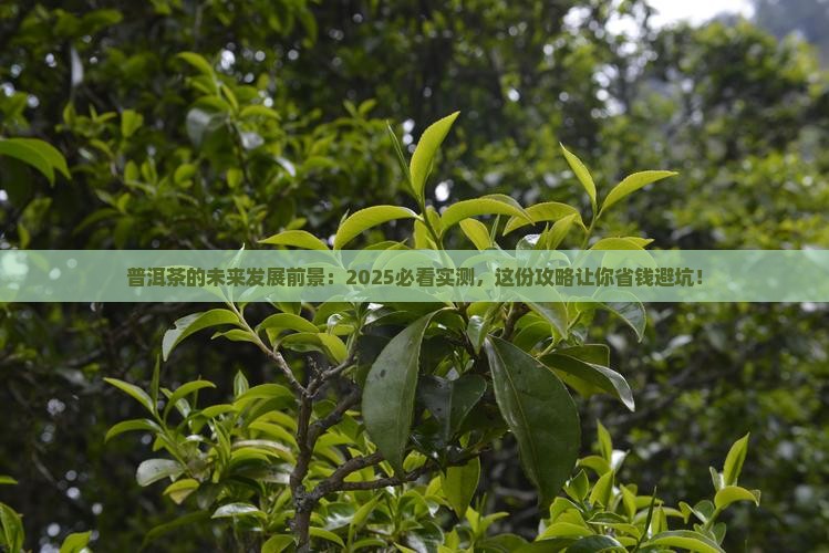 普洱茶的未来发展前景