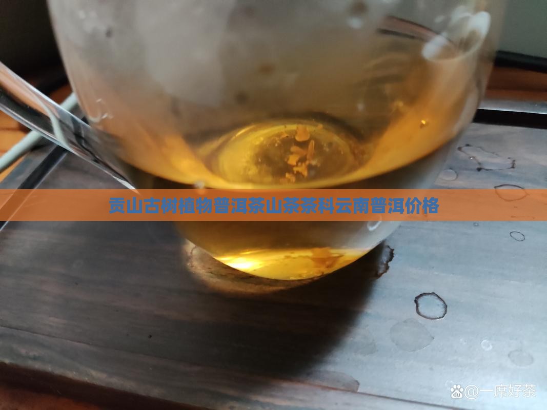 贡山大树茶普洱茶